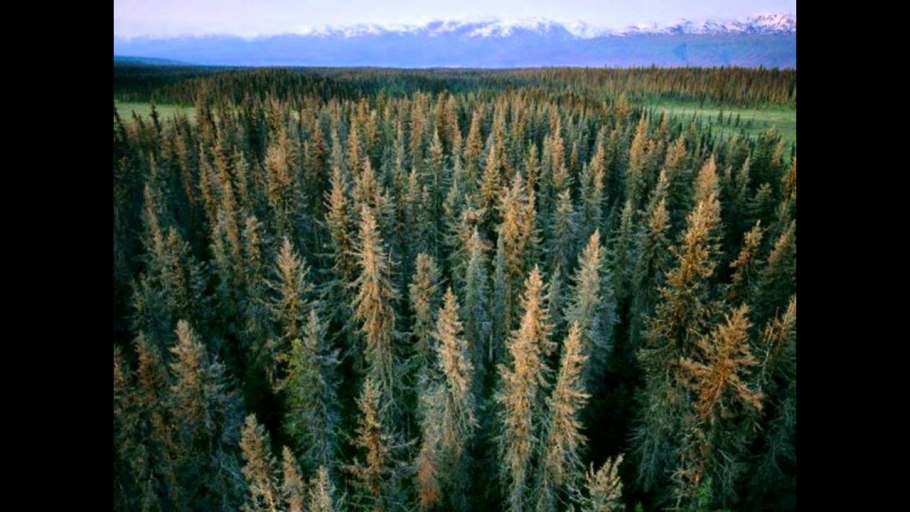 Смешанные (хвойно-широколиственные) леса Китая