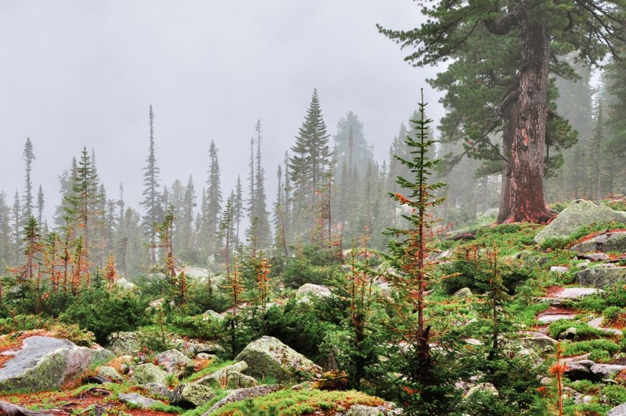 Тайга хвойные леса России