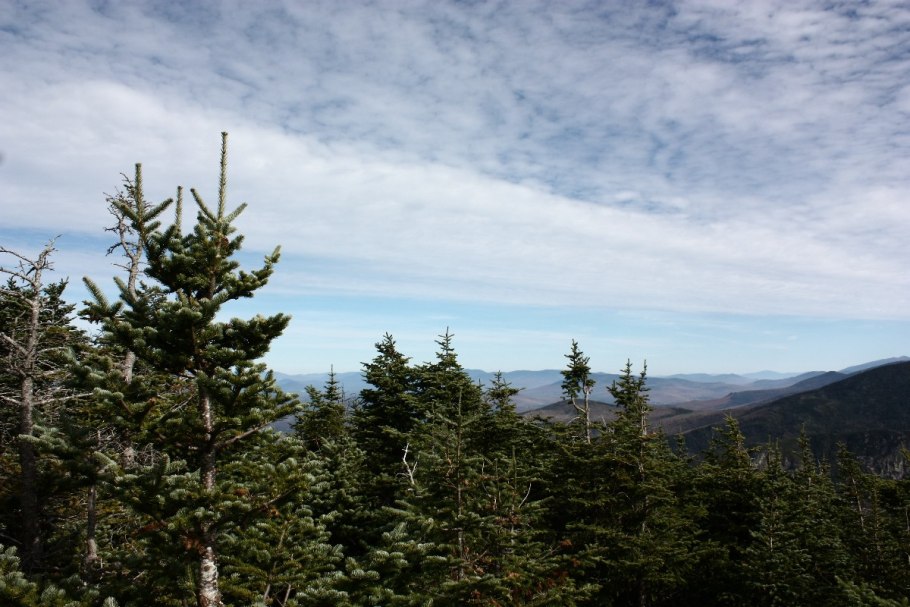 Папоротник в тайге