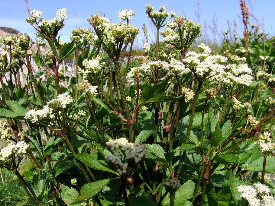 Aegopodium podagraria