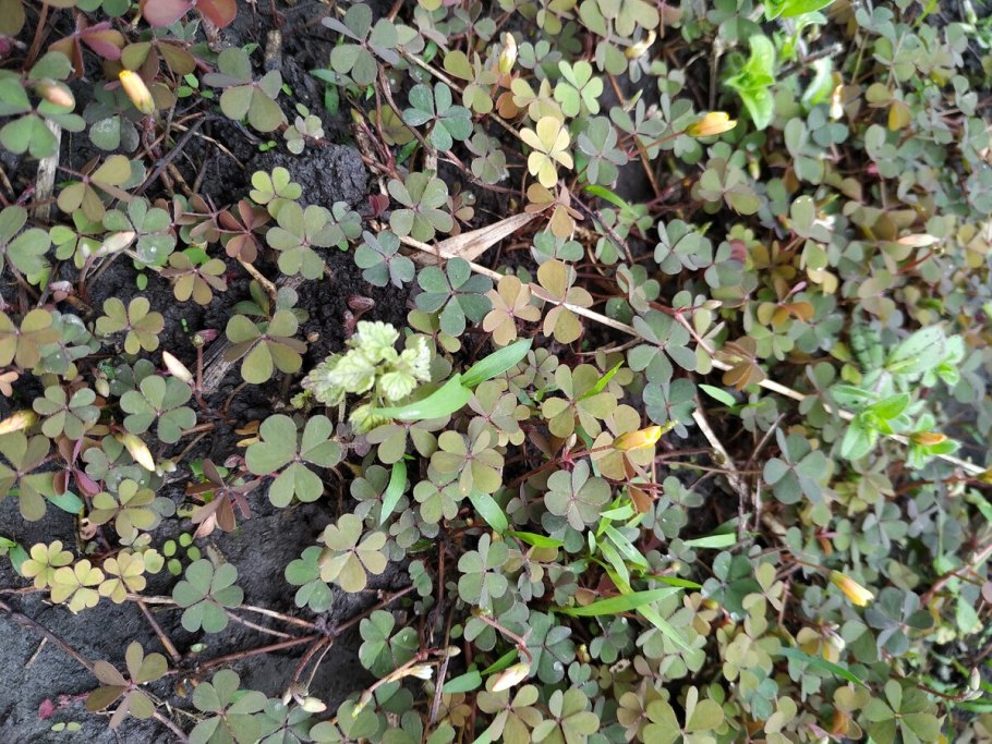 Артишок Кардон испанский красавец