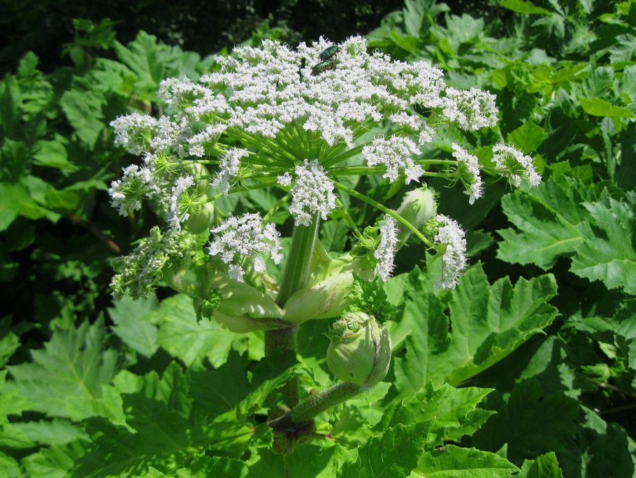 Ежевика Дикая ягода