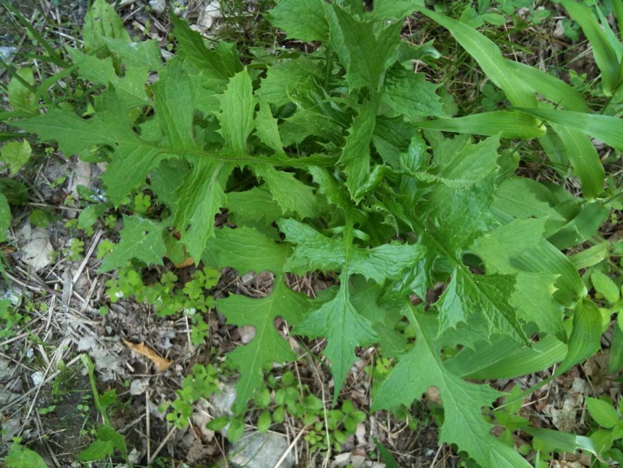 Фенхель обыкновенный растение