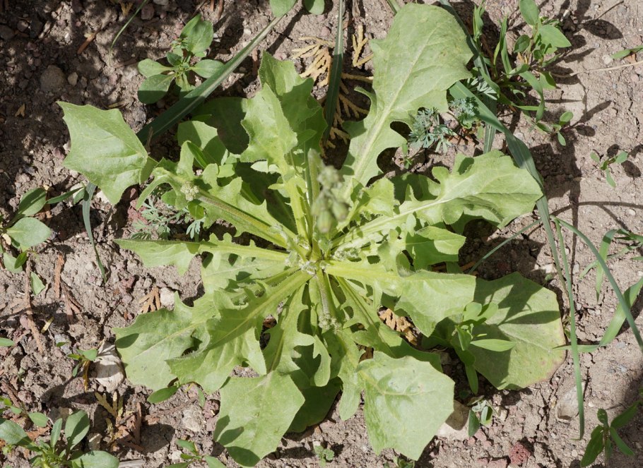 Щавель (Rumex)