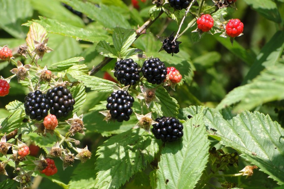 Лесная сизая ежевика