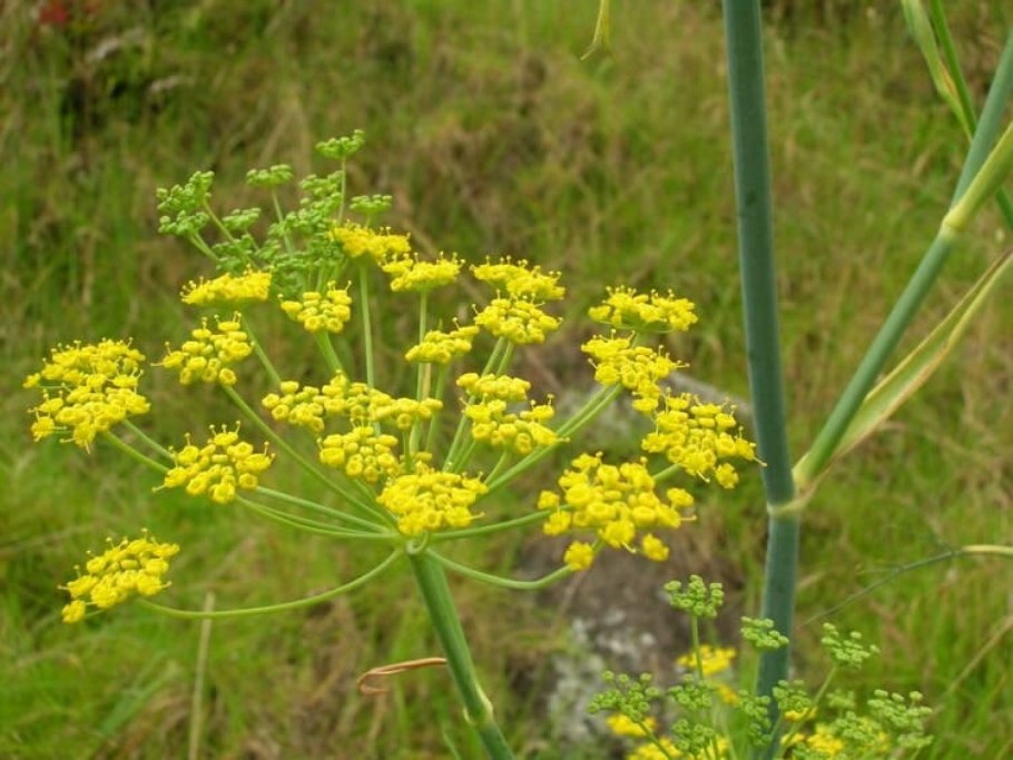 Фенхель. foeniculum vulgare