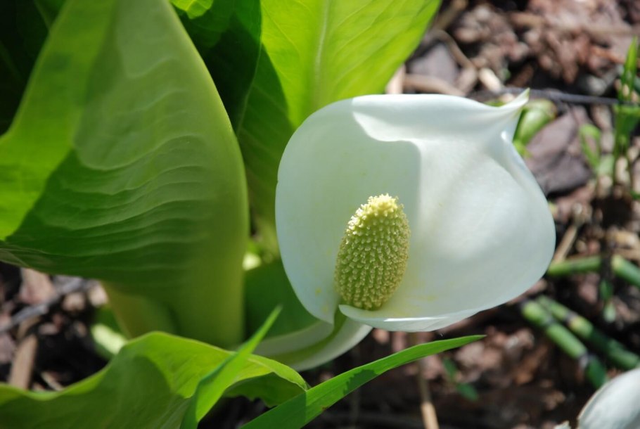 Антуриум красный