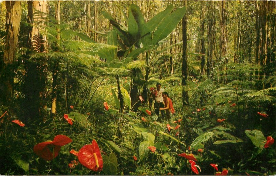 Растение белокрыльник болотный