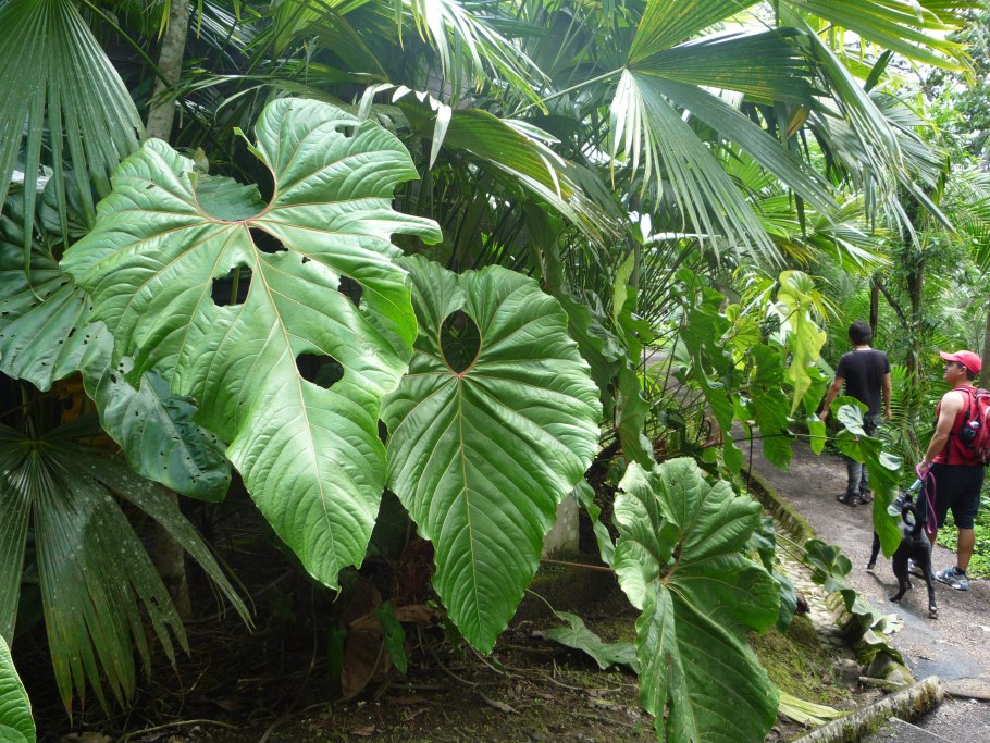 Аризема Гриффита