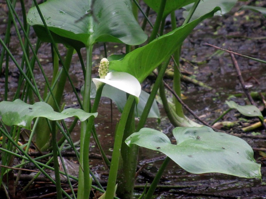 Лизихитон Камчатский (семейство ароидных
