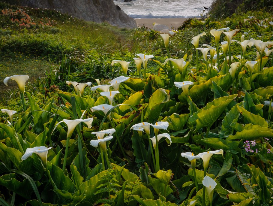 Аронник Восточный