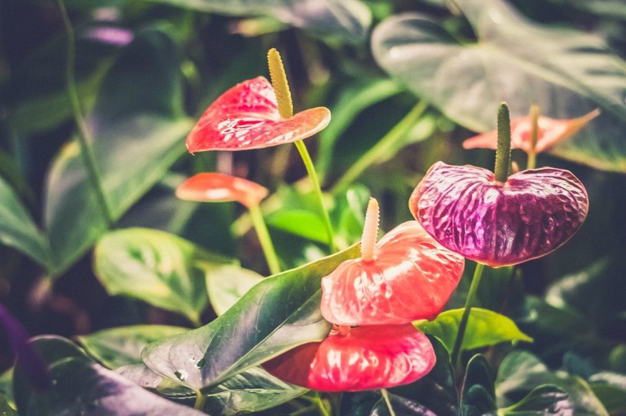 Спатифиллум древовидный