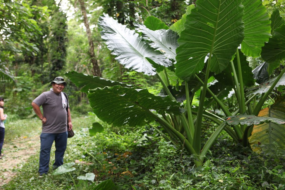 Симплокарпус почколистный