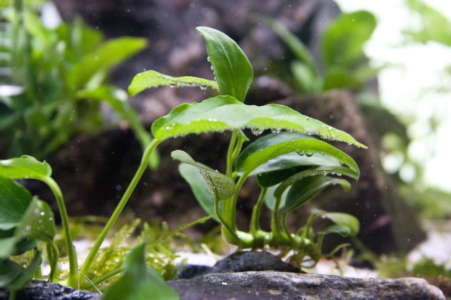 Anubias coffeefolia Камерун