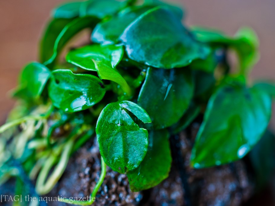 Anubias Nana Marble