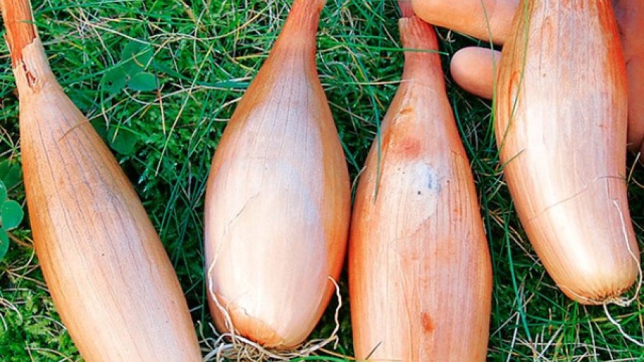 Лук-севок Россана