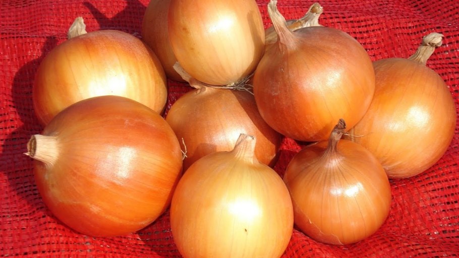 Сорт лука Стригуновский местный