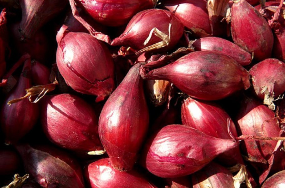 Лук сорт радар