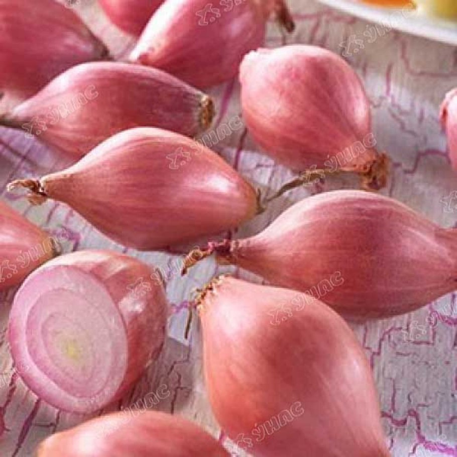 Лук Центурион