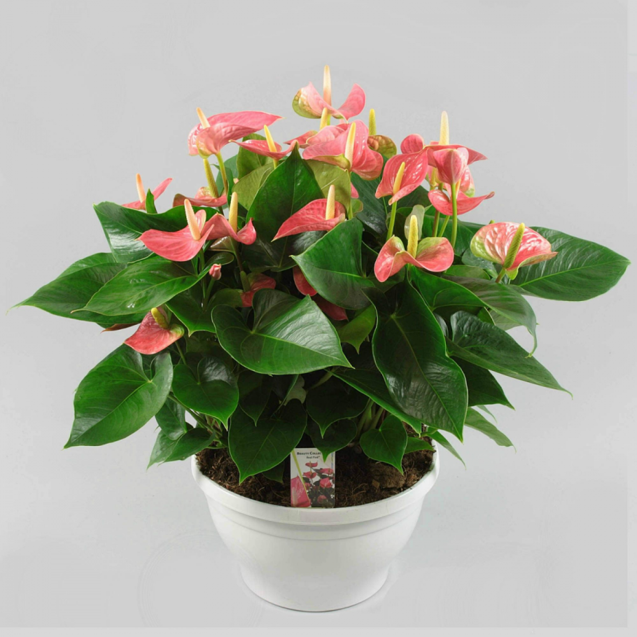 Антуриум Джоли Пич персиковый