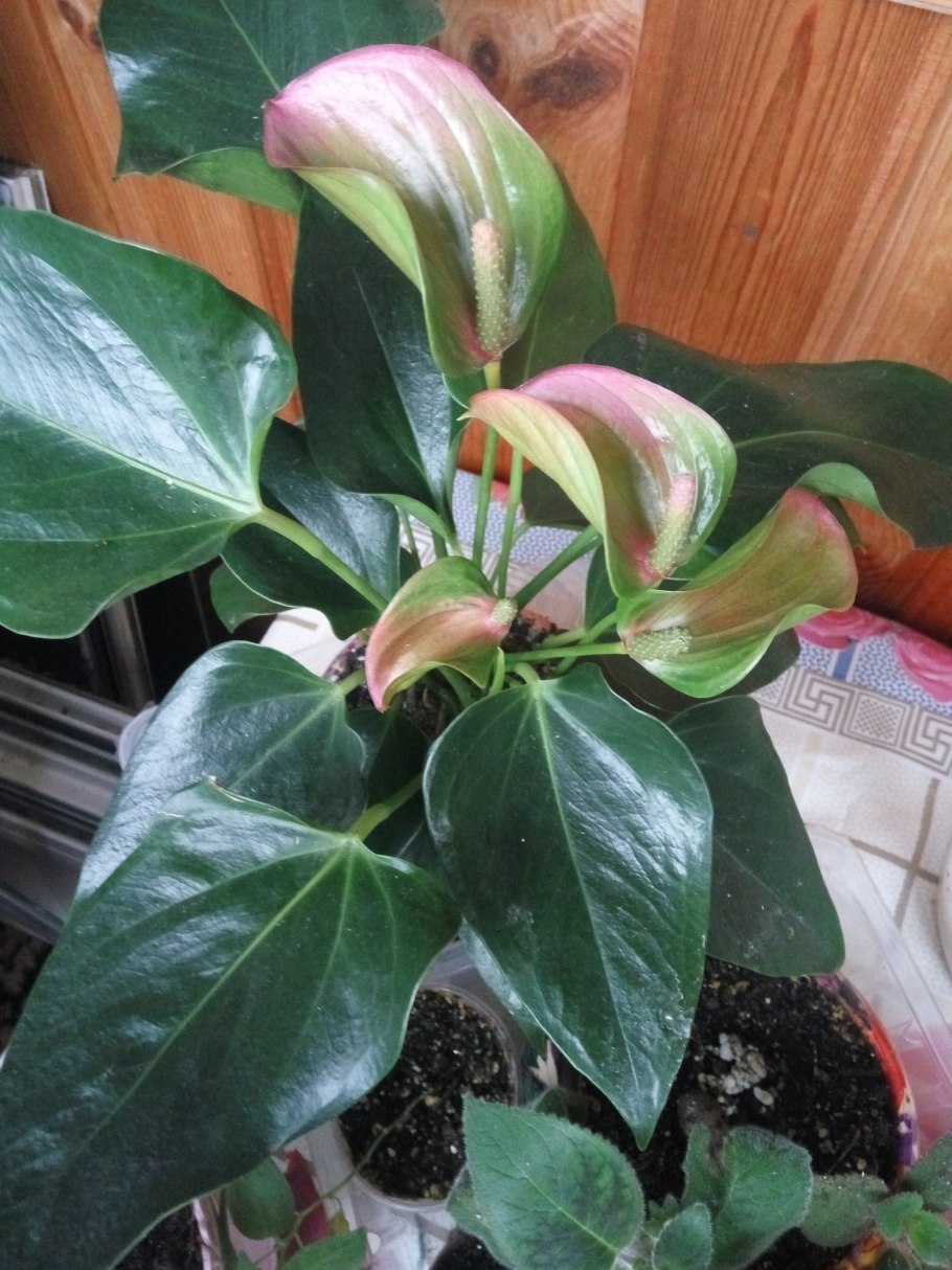 Антуриум Андрианум Джоли