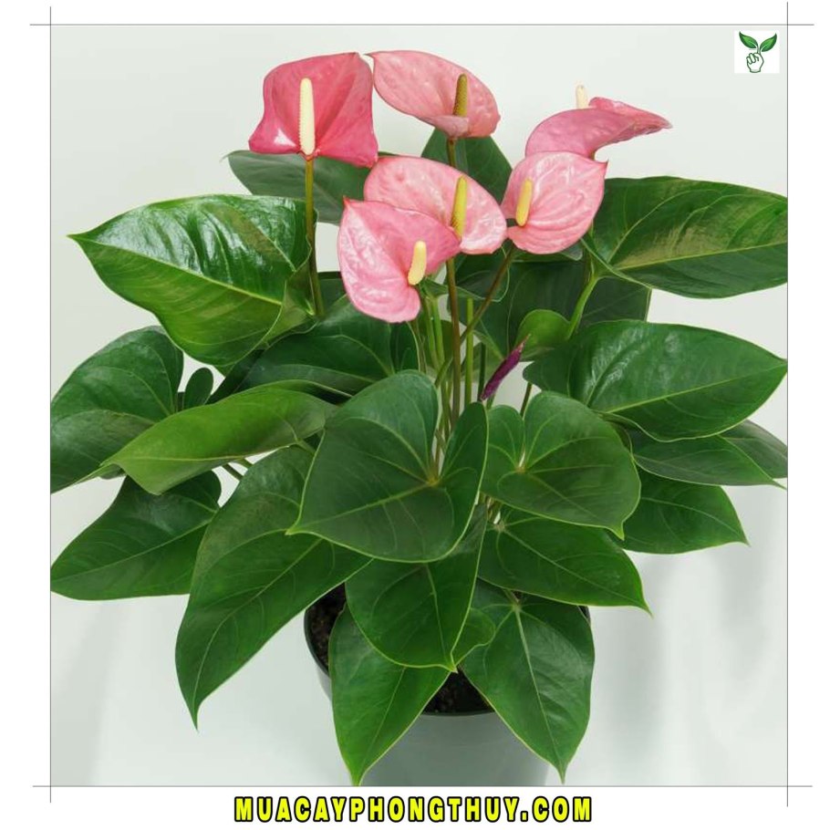 Антуриум Джоли розовый