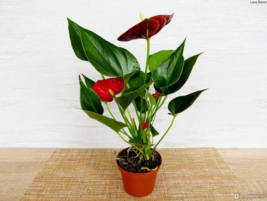 Антуриум Андрианум Джоли персиковый