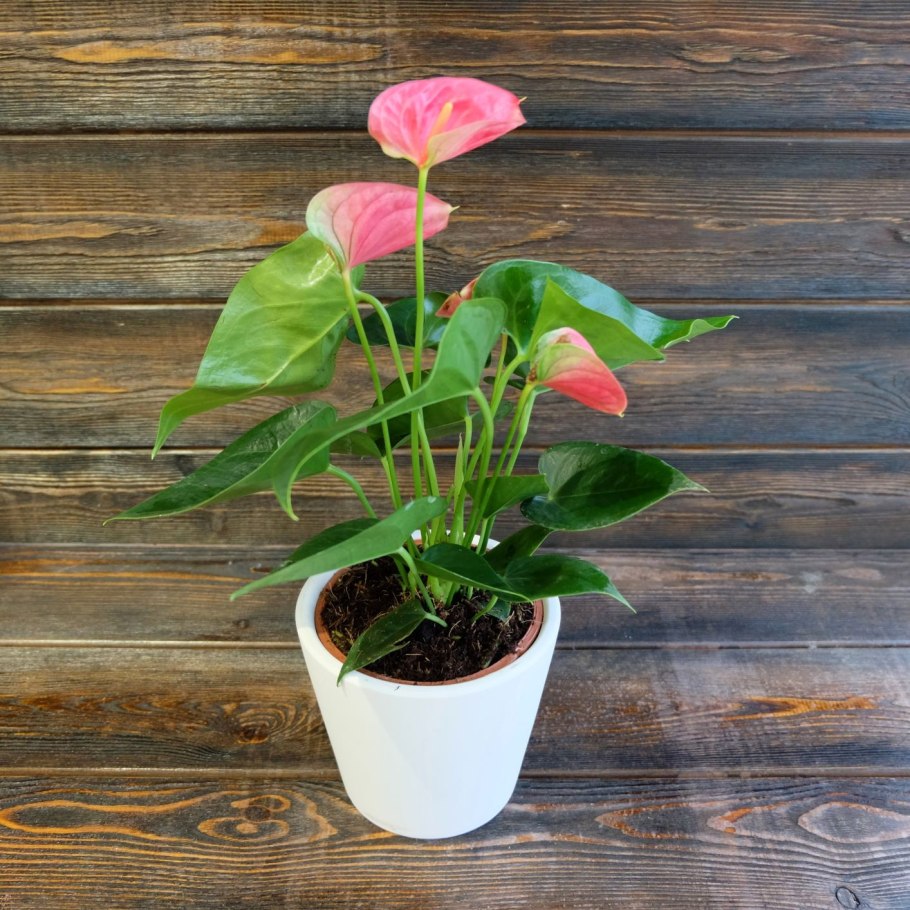 Антуриум Грин Квин