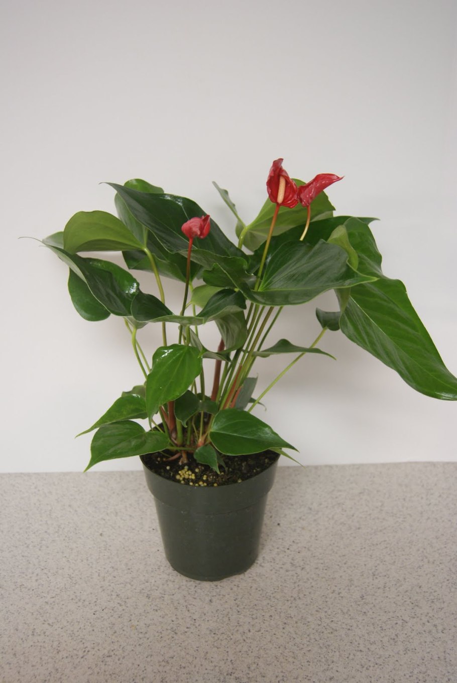 Антуриум Джангл Буш