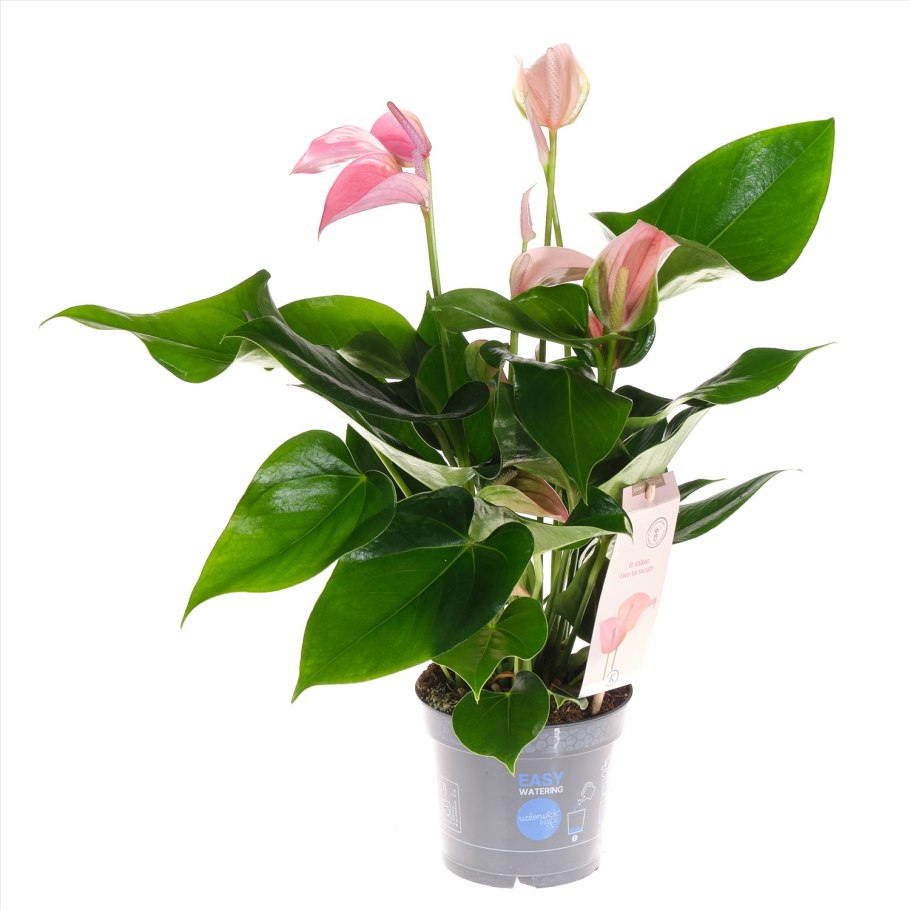 Антуриум Перуцци