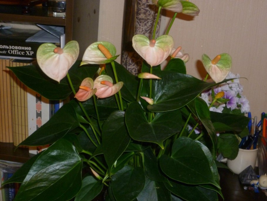 Антуриум Андрианум Джоли