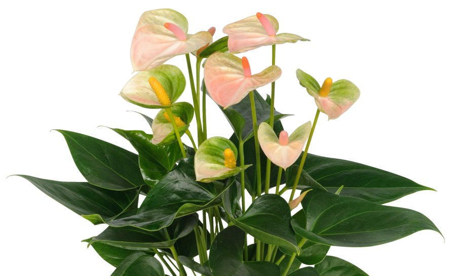 Антуриум Ротеро