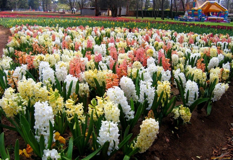 Лук склоненный Allium cernuum