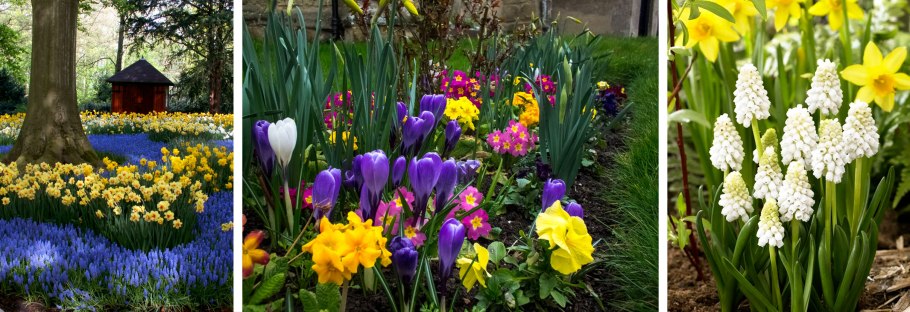 Мускари цветы многолетники