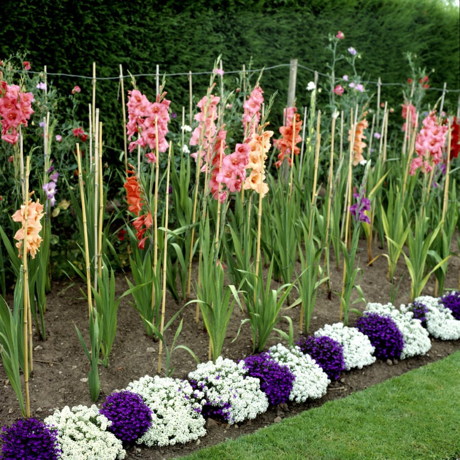 Луковичные многолетники первоцветы