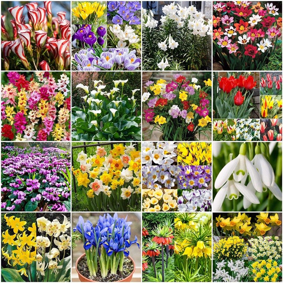 Мускари крокусы гиацинты