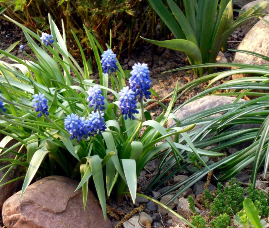 Мускари Сцилла Сибирская