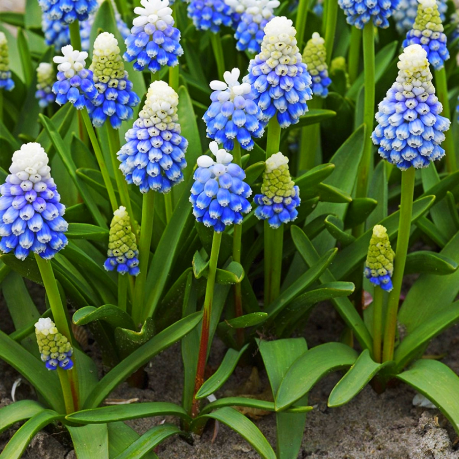 Луковичные цветы мускари