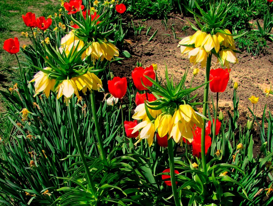 Весенние цветы луковичные гиацинт