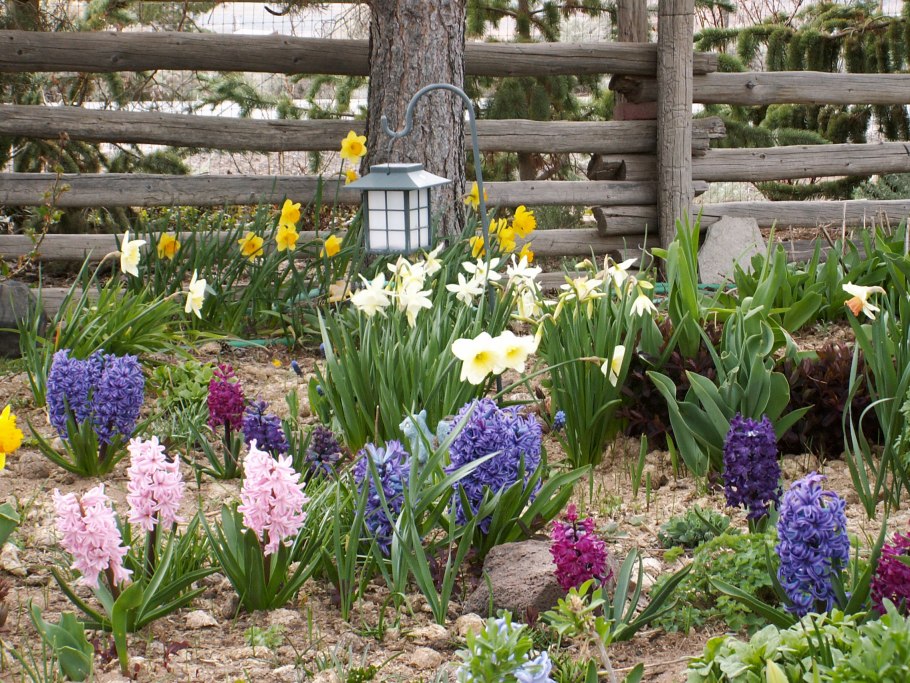 Миксбордер с гладиолусами