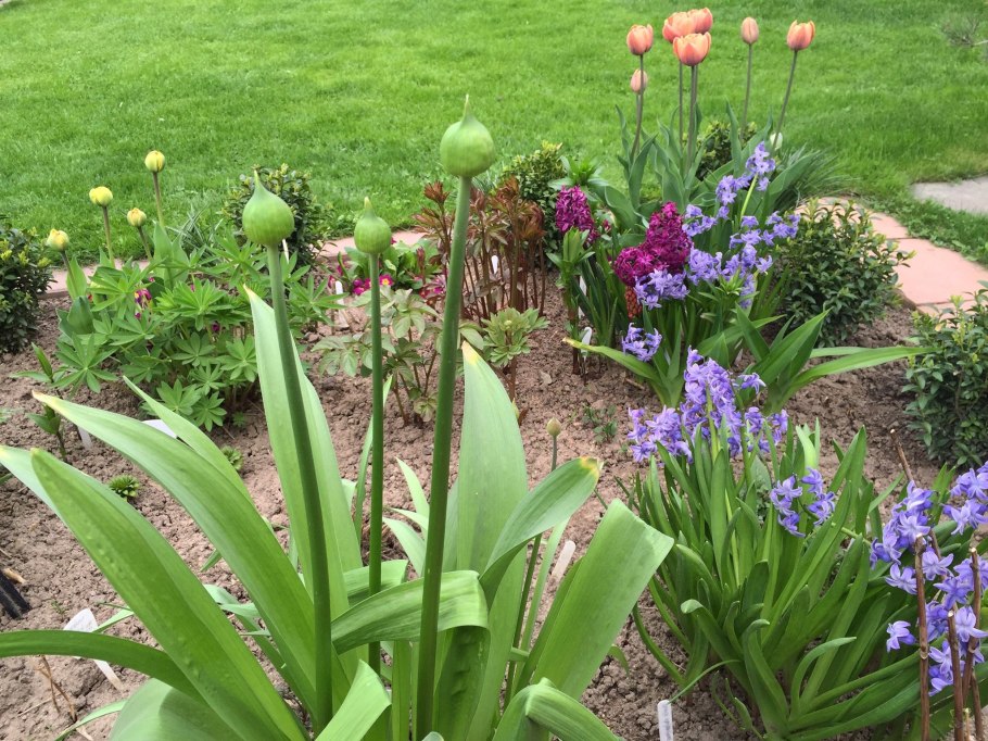 Многолетние луковичные цветы для дачи