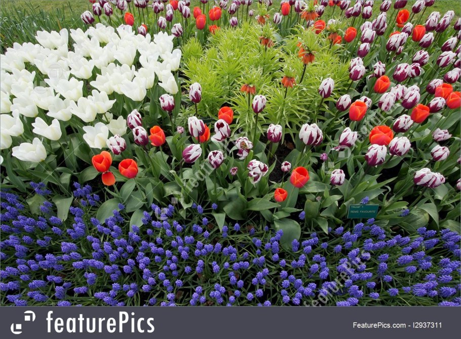 Цветы гиацинты многолетние