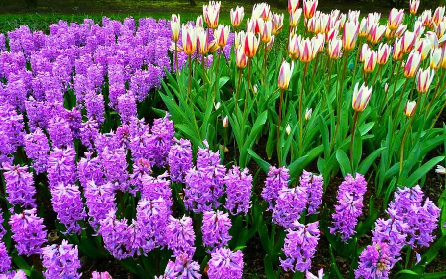 Лилейные гиацинт