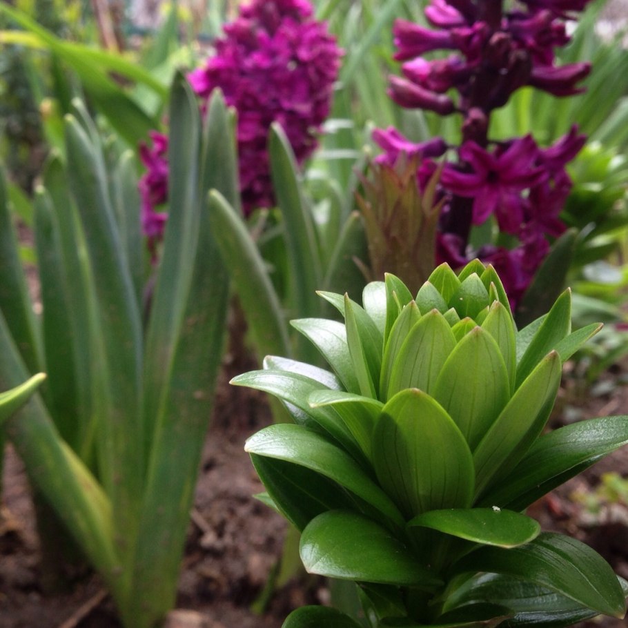 Тюльпаны нарциссы мускари