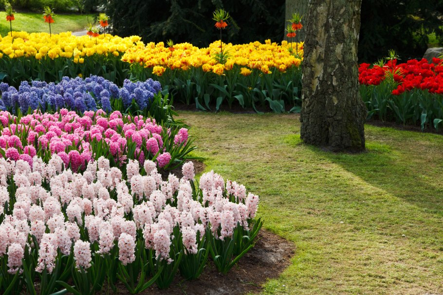 Крокосмия монтбреция Люцифер