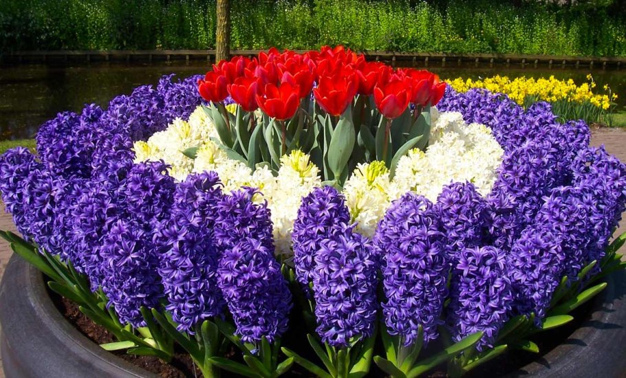 Мелколуковичные в газоне