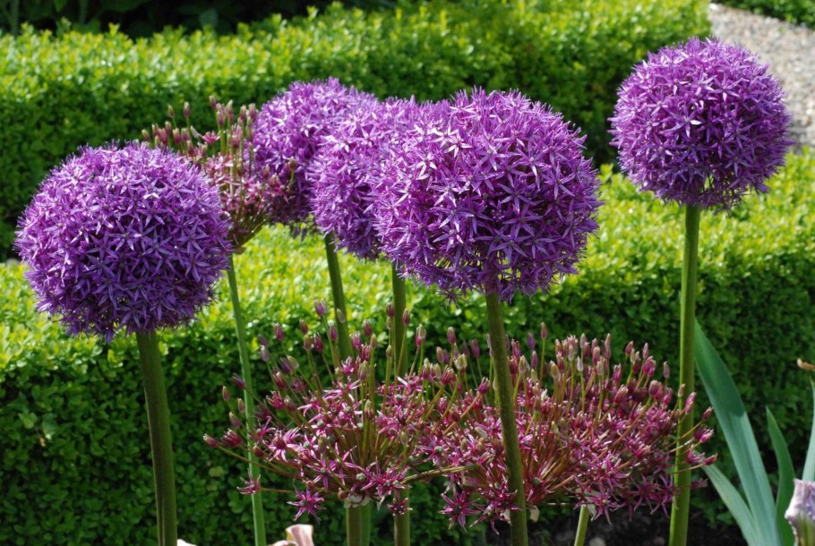 Рябчик шахматный Fritillaria meleagris