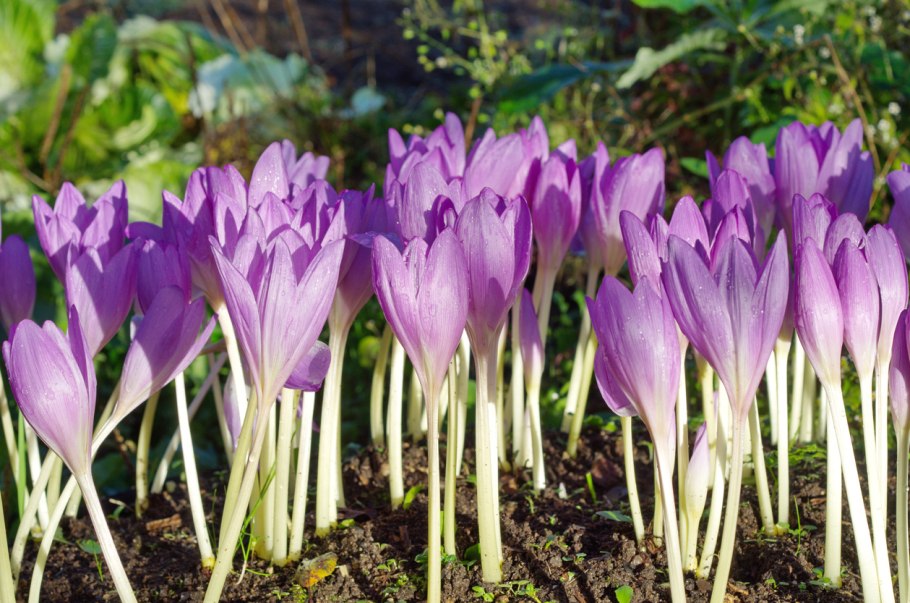 Примула Виаля