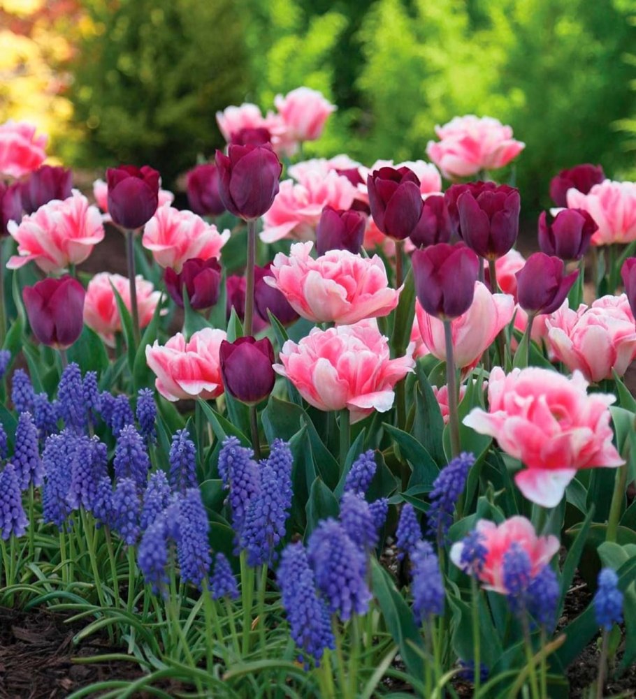 Мускари крокусы гиацинты