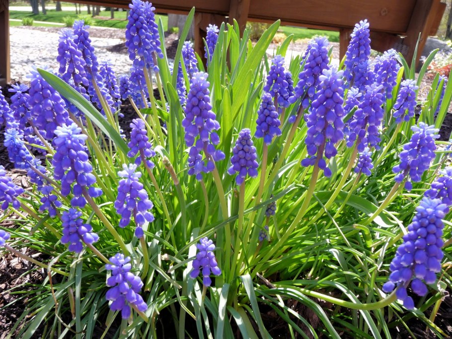 Гиацинт спринг Бьюти